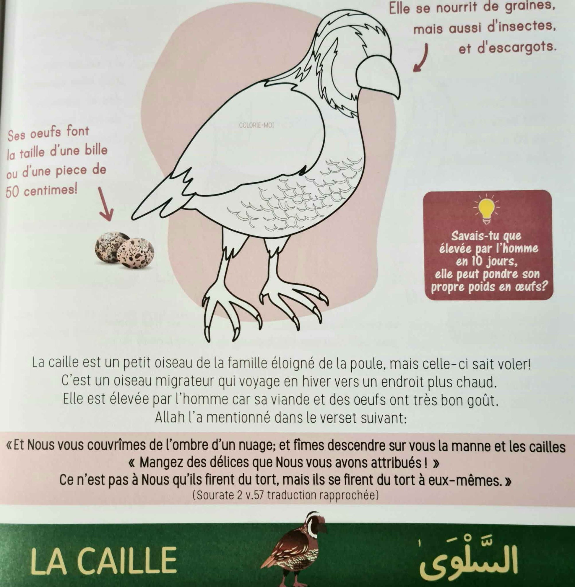 Je découvre les animaux cités dans le coran